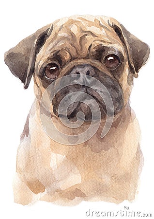 Water colour painting portrait of pug 310 Stock Photo