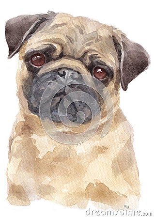 Water colour painting portrait of pug 311 Stock Photo