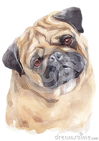 Water colour painting portrait of pug 312 Stock Photo