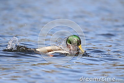 Water Comes off the Head of a Surfacing Mallard Duck Stock Photo