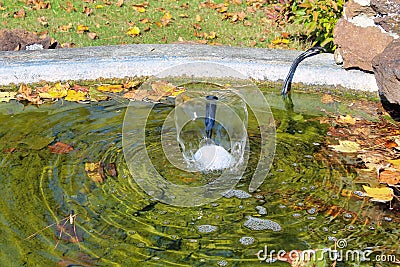 A cascading fountain forming a water cone on a pond with leaves . Stock Photo