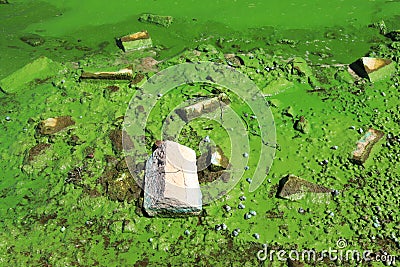 Water covered with green algae. River green algae bloom background. Global environmental pollution. Dirty waters in lake, river, Stock Photo