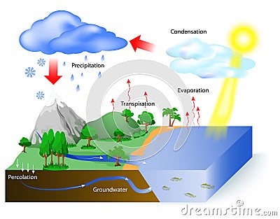 Water cycle Vector Illustration