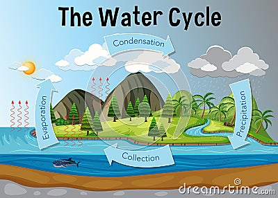 The water cycle diagram Vector Illustration