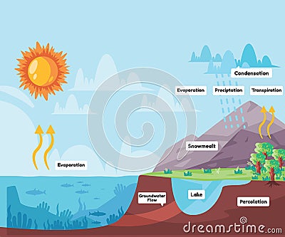Water cycle process water evaporates to atmosphere condenses into rain in clouds and falls precipitation rain Vector Illustration