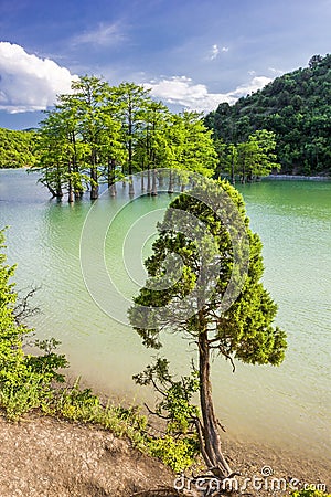 Water cypresses trees in mountain lake with turquoise water Stock Photo