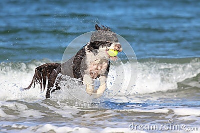 Water dog running out of the ocean waves fetching a ball Stock Photo