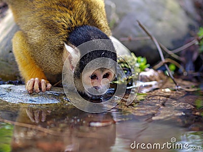 Water drinking squirrel monkey Stock Photo