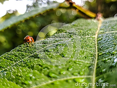 Water drop above leaf and little insect Stock Photo