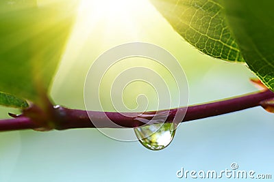 Water drop on branch of tree close up. Stock Photo