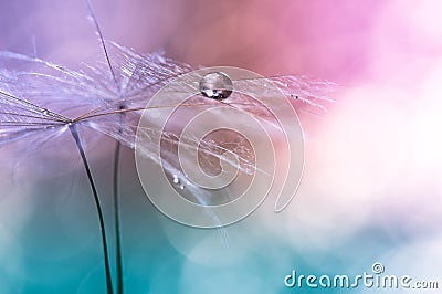 Water drop on a dandelion , colorful background with bokeh. beautiful abstract macro. Selective focus Stock Photo