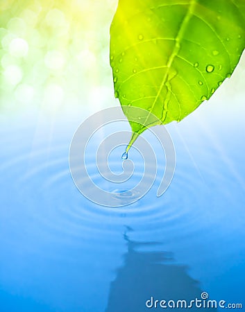 Water drop fall from green leaf with ripple Stock Photo