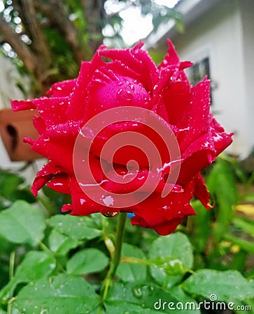 Water drop on flower Stock Photo