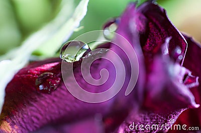 Water drop in focus on dead dryed red rose Stock Photo