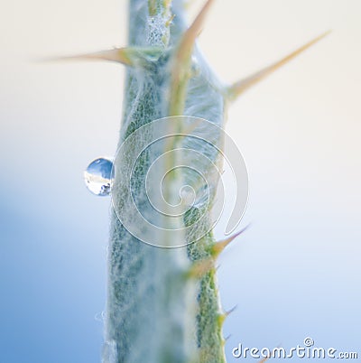 Water drop on the fresh shoot. Super Macro Stock Photo