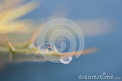 Water drop on the fresh shoot. Super Macro Stock Photo