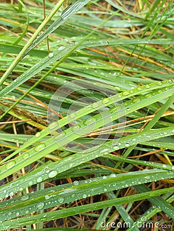 Water drop on grass in the forest Stock Photo