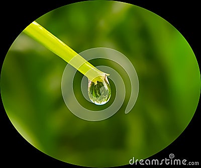 Water drop on green grass Stock Photo