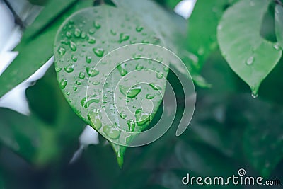 Water drop on green leaf background Stock Photo