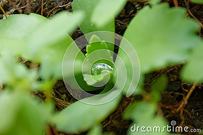 Water drop on green leaves Stock Photo