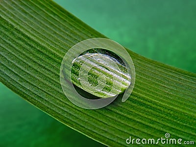 Water drop on green striped leaf. Macro Stock Photo