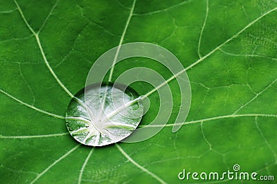 Water drop on leaf Stock Photo