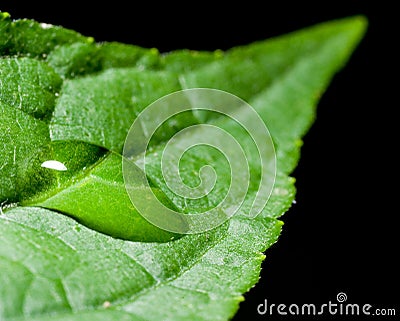 Water drop on the leaf Stock Photo