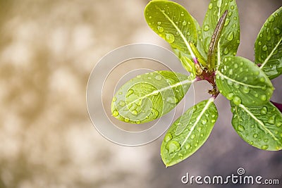 Water drop from leaf. Stock Photo