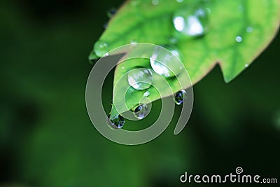 Water drop on leaf closeup Stock Photo