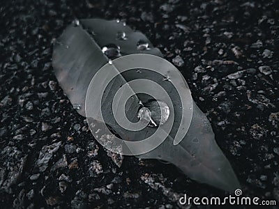Water drop on leaf monochrome black Stock Photo