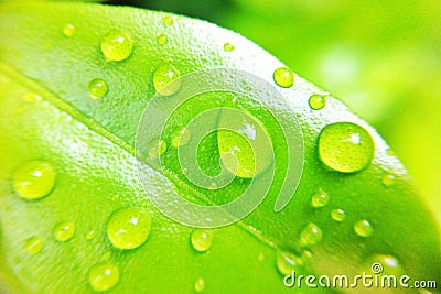 water drop on leaf Editorial Stock Photo