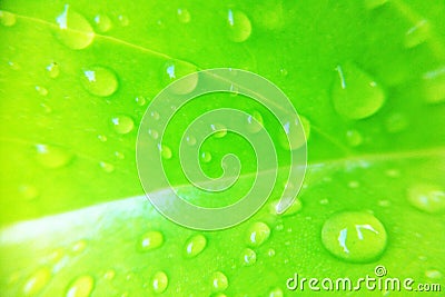 water drop on leaf Stock Photo