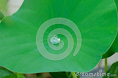 Water drop on Lotus leaf Stock Photo