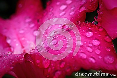 Water drop macro, Water droplets close up on azalea flower in Rainy season, Red pink flowers, Sabi star, kudu, Azalea, Impala lily Stock Photo