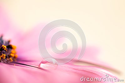 Water drop on a pink african daisy osteopermum Stock Photo