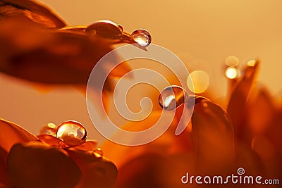 Water drop on red flower petal. Macro drops. Stock Photo