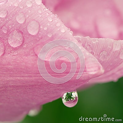 Water drop with reflection on a pink tulip Stock Photo