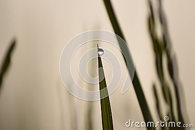 Water drop on a single blade of grass ! Stock Photo