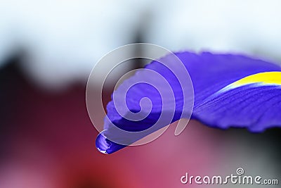 Water drop on a viola flower petal Stock Photo