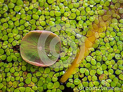 Water drop on young lotus leaf Stock Photo