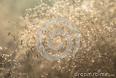 Water dropd on dried grass Stock Photo