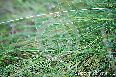 Water dropd on grass macro selective focus Stock Photo