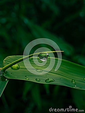 Water droplet on a bamboo leafs Stock Photo