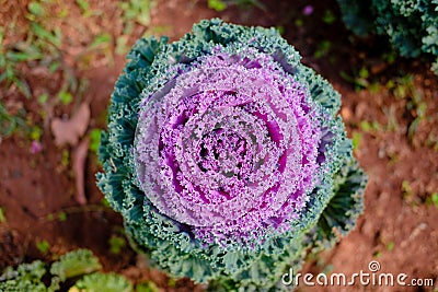 Water droplet on decorative flowering cabbage kale. garden decorate with vegetable Stock Photo