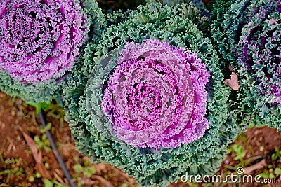 Water droplet on decorative flowering cabbage kale. garden decorate with vegetable Stock Photo