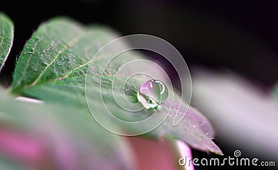 Water droplet on green leaf Stock Photo