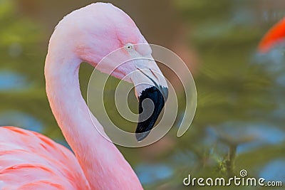 Water Droplet Hangs on the Beak of Pink Flamingo Stock Photo