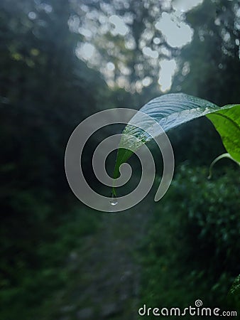 Morning walk bliss Stock Photo