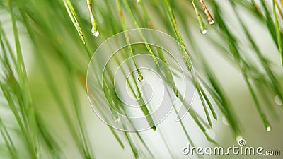 Water Droplet On A Tree Needles. Rain Drops On A Pine Tree Branch. Pine After Rain. Shallow depth of field. Stock Photo