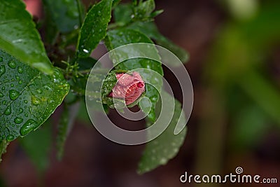 Water droplets on closed hibiscus flower buds. Stock Photo
